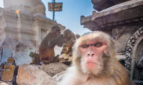 వెరైటీగా.. అతడిపై కోతి పగబట్టింది