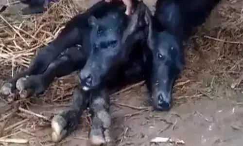 వింత దూడ జననం.. చూసేందుకు ఎగబడుతున్న జనం