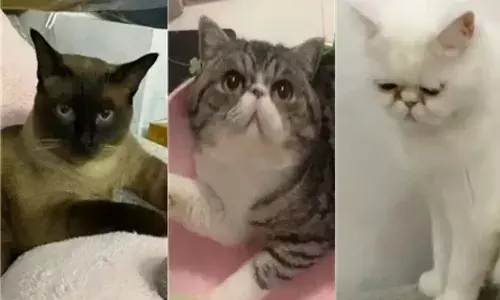 వైరస్‌ విజృంభణ.. పిల్లులను చంపేస్తోన్న చైనా దేశం..!