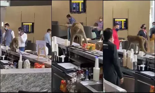 ఎయిర్ పోర్టు లాంజ్ లో కోతి చేసిన తుంటరి పనులు
