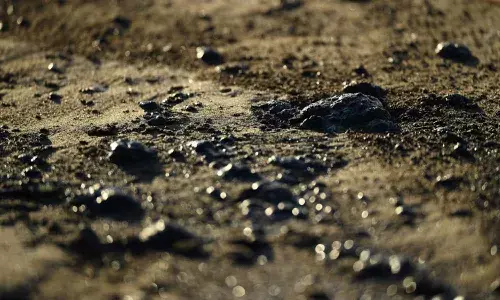 చమురు పైప్లైన్ లీక్.. పెద్ద సంఖ్యలో చేపలు, పక్షులు మృతి.!