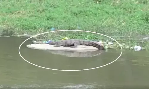 మూసీలో మొసలి కలకలం.. ఆందోళనలో ప్రజలు