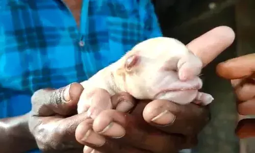 వినాయకుడి ఆకారంలో కుక్క పిల్ల జననం