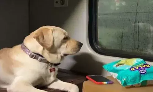 ఆ కుక్క రైలు ప్రయాణం చేసి.. చివరికి గమ్యం చేరుకుంది..!