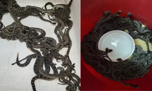 మహిళ ఇంటి కింద పాములు.. మొత్తం ఎన్ని ఉన్నాయంటే..