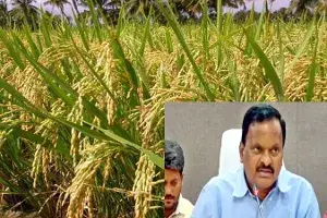 వరి సాగు చేస్తే ఊరుకునేది లేదు.. సిద్దిపేట కలెక్టర్ వ్యాఖ్యల దుమారం.! వరి సాగు చేస్తే ఊరుకునేది లేదు.. సిద్దిపేట కలెక్టర్ వ్యాఖ్యల దుమారం.!