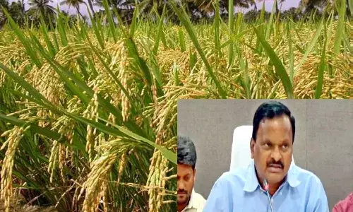 వరి సాగు చేస్తే ఊరుకునేది లేదు.. సిద్దిపేట కలెక్టర్ వ్యాఖ్యల దుమారం.!