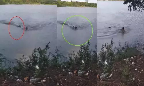 ఈతకొడుతుండగా మొసలి దాడి.. ఏం జరిగిందంటే..?