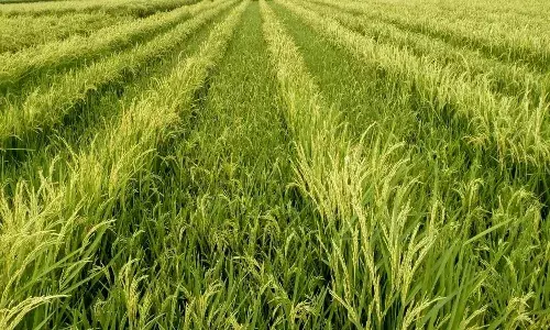 వారితో ఒప్పందం ఉన్న రైతులు వరి పంట వేసుకోవచ్చు.!