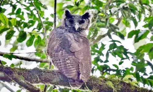 150 ఏళ్ల క్రితం కనిపించకుండా పోయిన పక్షి.. మళ్లీ ఇప్పుడు కనిపించడంతో షాక్‌.!