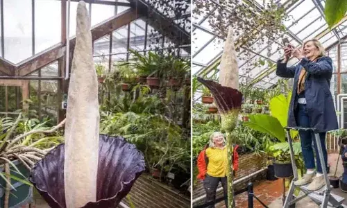 మూడోసారి పూసిన అరుదైన పువ్వు.. దగ్గరికి వెళ్తే కంపు వాసనే.!