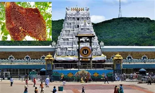 ఆ తేనెకు తిరుమల శ్రీవారే బ్రాండ్‌ అంబాసిడర్‌.!