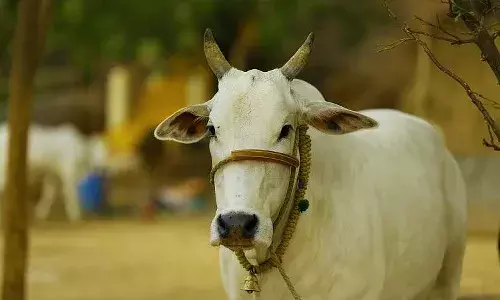 సభ్య సమాజం సిగ్గుతో తలదించుకోవాల్సిన ఘటన.. ఆవుపై అత్యాచారం..!