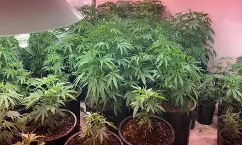 మరో మత్తు వదలరా ఘటన.. ఇంట్లోనే గంజాయి సాగు చేస్తూ..