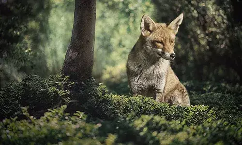 గ్రామంపై పగబట్టిన నక్కలు.. ఏకంగా 38 మందిపై దాడి..!