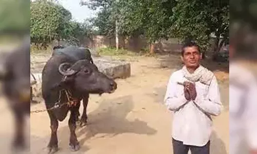 సారూ.. నా బర్రె పాలు ఇవ్వడం లేదు.. పోలీసులకు రైతు ఫిర్యాదు.. పైగా.!