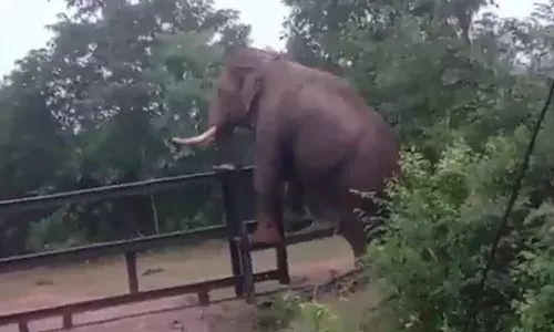 ఫెన్సింగ్ను ఎంతో ఈజీగా దాటేసిన ఏనుగు