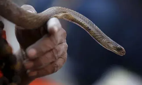 కేజీ పాము విషం దొరికింది.. ధర ఎంతటే..!