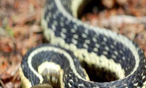 మందులోకి స్నాక్స్ గా పామును రోస్ట్ చేసుకుని తిన్నారు.. చివరికి తాగుబోతులు ఏమైందంటే..?