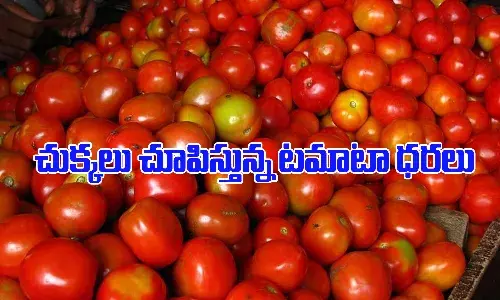 ఈ సీజన్ లోనే అత్యధిక ధర పలుకుతున్న టమాటా