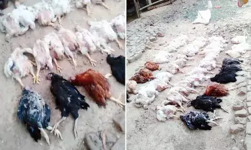 డీజే సౌండ్కు 63 కోళ్లు బలి.. పోలీసులకు ఫిర్యాదు చేసిన యాజమాని