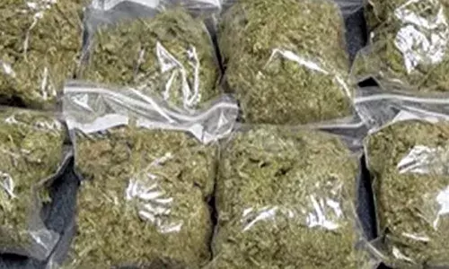 భారీగా గంజాయి పట్టివేత