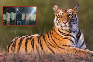 ఎదురు పడ్డ పులి.. భయంతో బైక్ వదిలేసి పరుగో పరుగు.. ఎదురు పడ్డ పులి.. భయంతో బైక్ వదిలేసి పరుగో పరుగు..