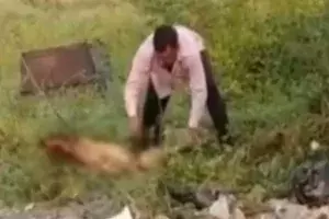కుక్కను అతి కిరాతకంగా కత్తితో పొడిచి చంపేసిన డాక్టర్.. ఎందుకు అలా చేశాడంటే.. కుక్కను అతి కిరాతకంగా కత్తితో పొడిచి చంపేసిన డాక్టర్.. ఎందుకు అలా చేశాడంటే..