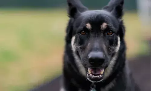 స్కూల్కు వెళ్తున్న పిల్లలను కరిచిన కుక్క.. 10 మందికి గాయాలు