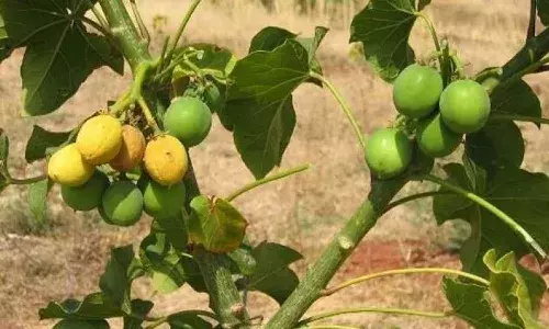 పాఠ‌శాల‌లోని చెట్టుకు ఉన్న‌ పండ్లు తెంచి తిన్న 49 మంది పిల్లలు.. వారందరికీ ఒక్కసారిగా