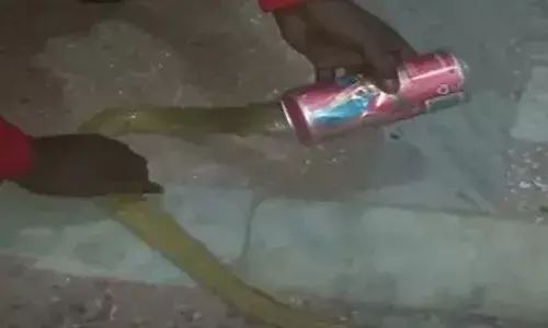 బీరు టిన్ లో ఇరుక్కున్న పాము తల