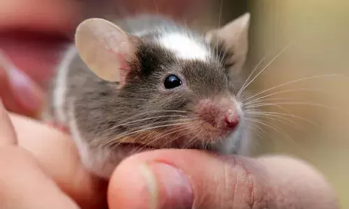 షాకింగ్ : ఎలుక కొరకడంతో ఆ దేశంలో మొదలైన కరోనా ఉధృతి