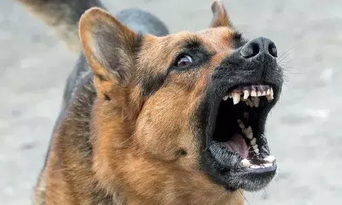 కుక్క మొరిగింద‌ని కుటుంబంపై క‌ర్ర‌ల‌తో విరుచుకుప‌డ్డ వ్య‌క్తులు