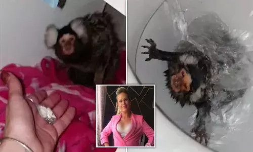 కోతిని టాయ్ లెట్ లో వేసి ఫ్లష్ చేయాలని అనుకుంది..!