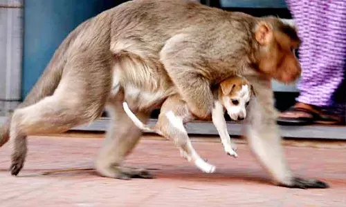 ఆ పిల్ల కోతిని చంపడతో..  ప్రతీకారం తీర్చుకునేందుకు కోతులు 300 కుక్కలను చంపాయి