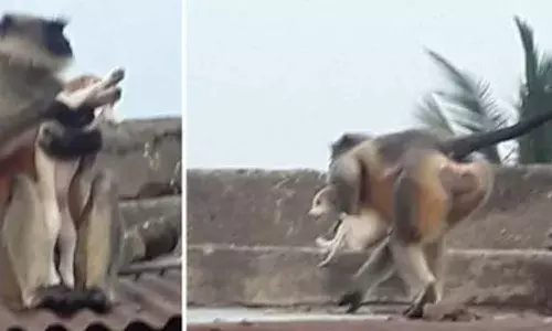 ఎట్టకేలకు ఆ మర్డర్లకు పాల్పడిన కోతులను పట్టేశారు