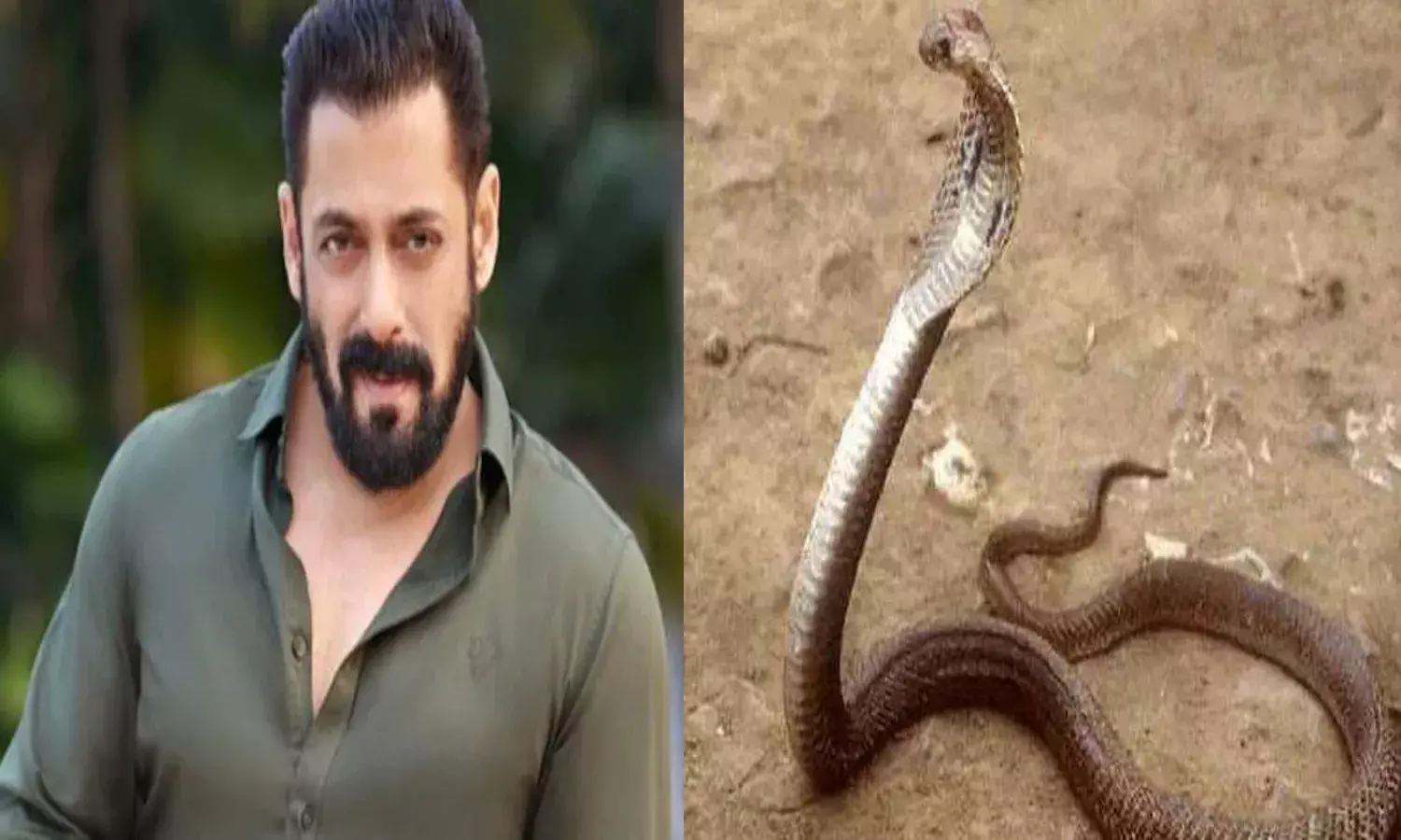 పాముకాటుకు గురైన స‌ల్మాన్‌ఖాన్‌.. ప్రాణ‌హాని లేద‌న్న వైద్యులు