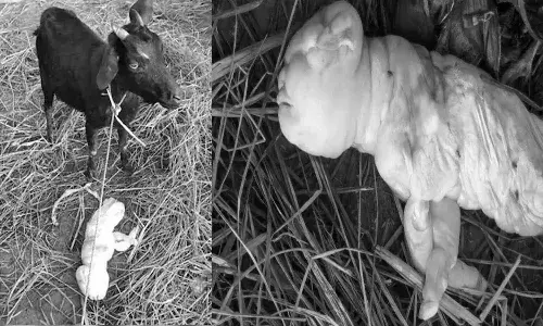 మనిషి లాంటి ముఖం గల.. బిడ్డకు జన్మనిచ్చిన మేక