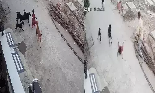 నాలుగు సంవత్సరాల బాలికను చుట్టుముట్టిన వీధి కుక్కలు