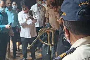 హైకోర్టు జడ్జి చాంబర్లో.. పాము కలకలం.. వీడియో హైకోర్టు జడ్జి చాంబర్లో.. పాము కలకలం.. వీడియో