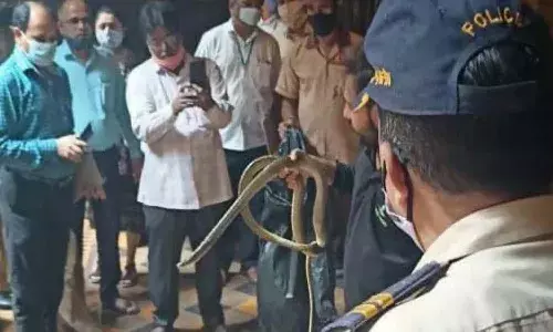 హైకోర్టు జడ్జి చాంబర్లో.. పాము కలకలం.. వీడియో