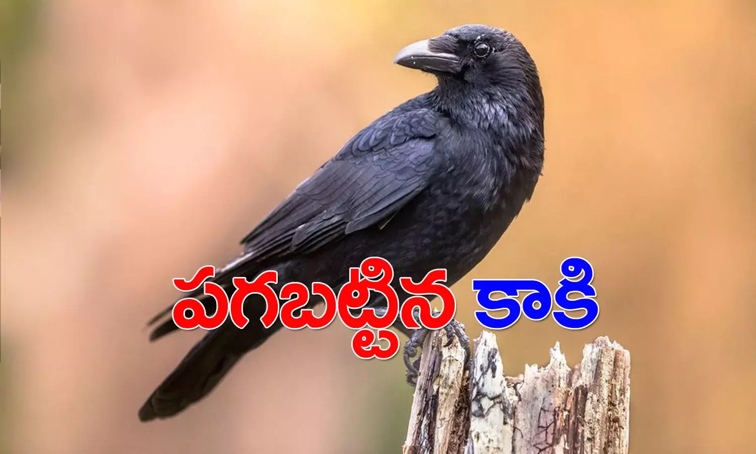 పగబట్టిన కాకి.. గుంపులో ఉన్నా గుర్తించి మ‌రీ దాడి