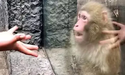 మ్యాజిక్ ను చూసిన కోతి.. ఒక్కసారిగా షాక్