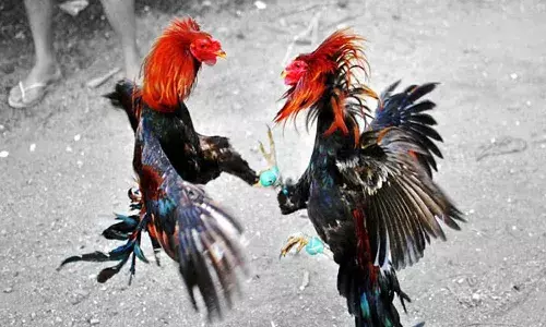 చిత్తూరు జిల్లాలో విషాదం.. కోడి కత్తి తగిలి వ్యక్తి మృతి