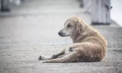హైదరాబాద్లో దారుణం.. కుక్కపై లైంగిక దాడి.. వ్యక్తిపై కేసు నమోదు