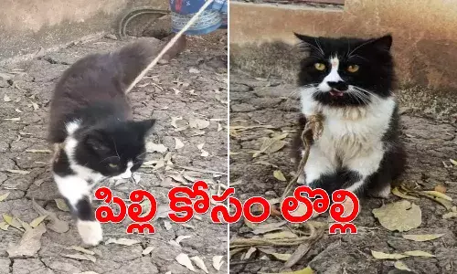పిల్లి కోసం లొల్లి.. పోలీస్స్టేషన్కు చేరిన పంచాయితీ