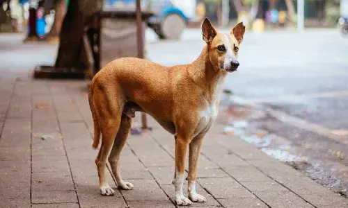 కుక్కను బేస్ బాల్ బ్యాట్ తో కొట్టి చంపిన పోలీసు.. వీడియో వైరల్ అవ్వడంతో