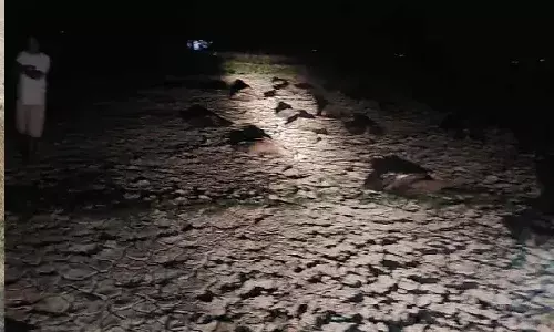 వందల సంఖ్యలో రాబందుల మృత్యువాత