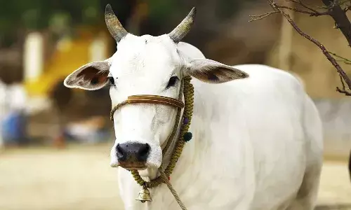 దారుణం.. ఆవుపై అఘాయిత్యం.. ఉరిపడి మృతి