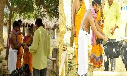మేకను పెళ్లి చేసుకున్న యువకుడు.. వైరల్